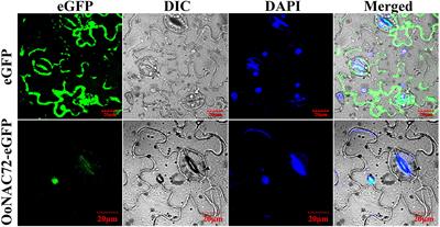 OoNAC72, a NAC-Type Oxytropis ochrocephala Transcription Factor, Conferring Enhanced Drought and Salt Stress Tolerance in Arabidopsis